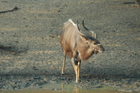 : Tragelaphus angasi; Nyala