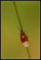 : Deraeocoris ruber