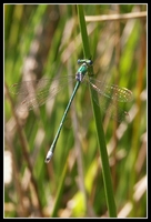 : Lestes virens