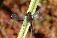 : Leucorrhinia hudsonica; Hudsonian Whiteface