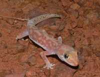 : Diplodactylus squarrosus