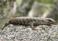 : Egernia cunninghami; Cunningham's Skink