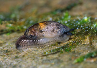 : Hemphillia burringtoni; Keeled Jumping-slug