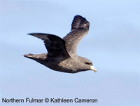 Northern Fulmar. 1 October 2006. Photo by Kathleen Cameron