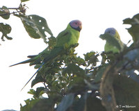 Blossom-headed Parakeet