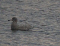 Glaucos Gull - Larus hiperboreus - Gavi