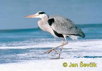 Photo of volavka popelavá, Ardea cinerea, Fischreiher, Grey Heron