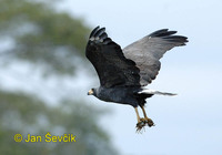 Photo of káně mangrovová Buteogallus subtilis Mangrove Black Hawk Busardo-Negro del Pacifico