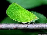 Acanalonia conica