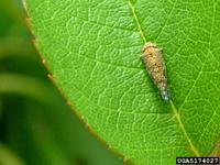 Orientus ishidae