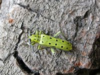 Saperda perforata var. rudolfi