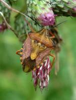 Carpocoris purpureipennis