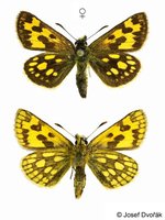 Carterocephalus silvicola - Northern Chequered Skipper