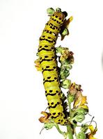 Shargacucullia lychnitis - Striped Lychnis