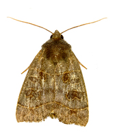 Ipimorpha subtusa - The Olive