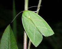 Bena bicolorana - Scarce Silver-lines