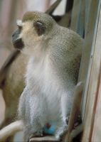 Vervet (Chlorocebus pygerythrus)