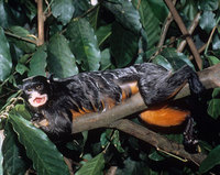 Red-chested tamarin (Saguinus labiatus)