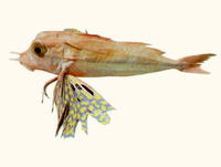 Pterygotrigla polyommata, Latchet: fisheries, aquarium
