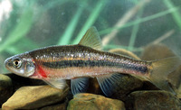 Clinostomus funduloides, Rosyside dace: