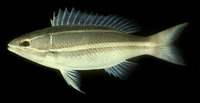 Pentapodus bifasciatus, White-shouldered whiptail: fisheries