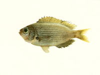 Pristotis obtusirostris, Gulf damselfish: fisheries, aquarium