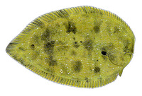 Synaptura nigra, Black sole: fisheries