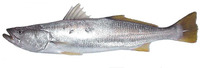 Cynoscion stolzmanni, Stolzmann's weakfish: fisheries, gamefish
