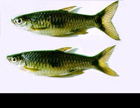 Rasbora elegans, Twospot rasbora: aquarium