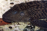 Pterygoplichthys anisitsi, Snow pleco: aquarium