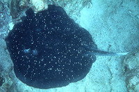 Himantura granulata, Mangrove whipray: fisheries