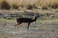 Image of: Antilope cervicapra (blackbuck)