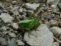 Decticus verrucivorus - Wart-biter