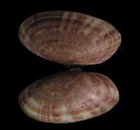 Gari intermedia