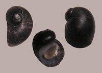 Theodoxus prevostianus