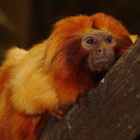 Image of: Leontopithecus rosalia (golden lion tamarin)