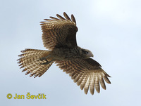 Milvago chimachima - Yellow-headed Caracara