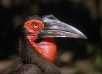 Bucorvus leadbeateri - Southern Ground Hornbill