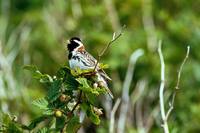 Calcarius lapponicus - Lapland Bunting