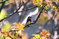 Setophaga ruticilla - American Redstart