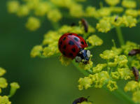 Image of: Harmonia axyridis