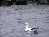 Sula serrator - Australian Gannet