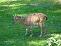 Capra falconeri - Markhor