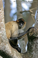 Ateles geoffroyi - Central American Spider Monkey