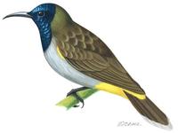 Image of: Anabathmis reichenbachii (Reichenbach's sunbird)