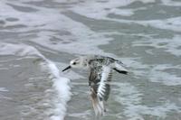 Image of: Calidris alba (sanderling)