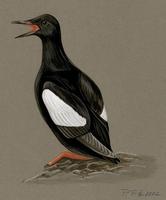 Image of: cepphus grylle (black guillemot)