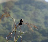 Image of: Euplectes axillaris (fan-tailed widowbird)