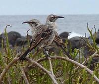 Image of: Nesomimus parvulus (Galapagos mockingbird)