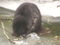 Castor fiber - Eurasian Beaver